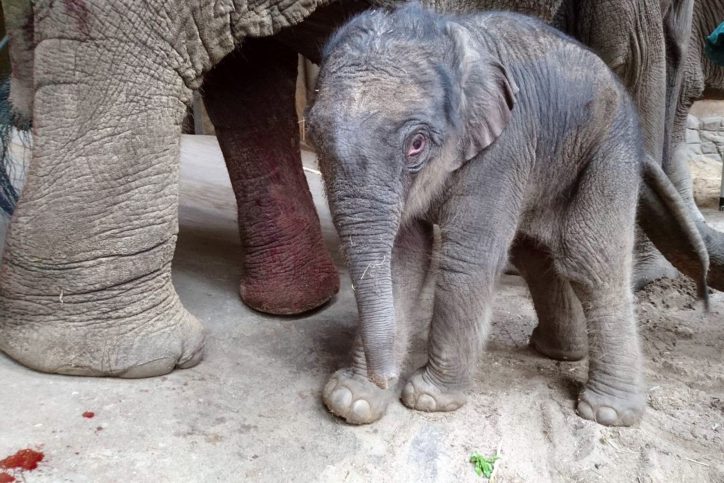 Ein Elefantenbaby ist im Tierpark Hagenbeck zur Welt gekommen. Foto: Hagenbeck