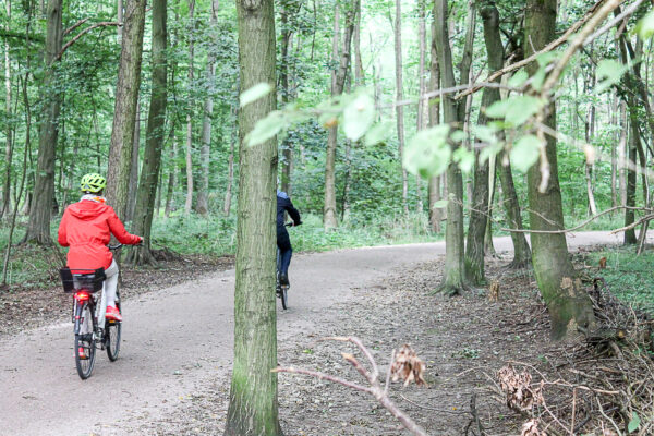 Das Niendorfer Gehege ist Deutschlands viertbeliebtester Wald. Foto: Gesche Pelters